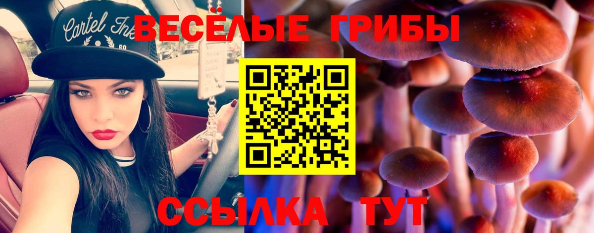 Псилоцибиновые грибы Psilocybe Грязи